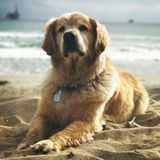 Super star treatment for your precious fur babies in Corona, California