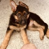 Petsitter Opportunity for GSD Puppy in Malibu
