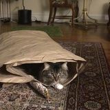 Experience Flexible House and Pet Sitter in Chicago