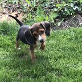 Searching for a Honest Pet Service Provider in Salem