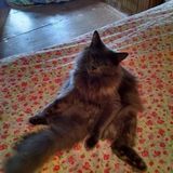 Pet Sitter with vet assistant experience