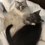 Cat Care Assistance Needed - $10/Visit!