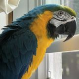 Babysitter needed for two blue and gold Macaws. Must have experience with large parrots.