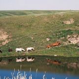House, acreage, equine, checking while you are away.
