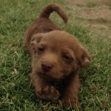 Available: Present Pet Sitter in Oxnard