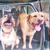 Consistent Pet Sitting Available