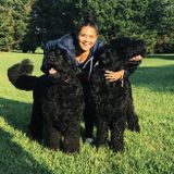 Skillful Pet Sitter and Walker