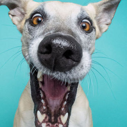 Pet Care Provider Tammy B's Profile Picture