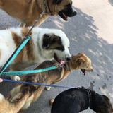 Knowledgeable Dog Sitter
