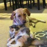 Looking For a Pet Carer Job in Novi, Michigan