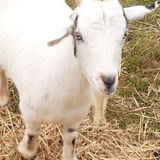 Searching for North Carolina Dog and Cat Sitting and farm Professional Opportunity
