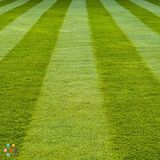 Affordable Lawn Cutting
