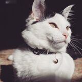 Experienced pet care provider. Looking for pet sitting or dog walking jobs!