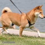EXPERIENCED ANIMAL PROFESSIONAL - Dog Walking & Training - Pet Sitting