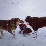 Present Dog Walking Available Now!