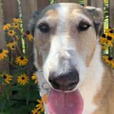 Helllloooo! Amazing pet friend here ?