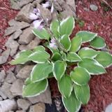 My favorites are Calla Lilies they remind me of early mornings in the country. This Hosta is a favorite as well.