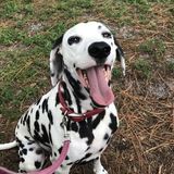 Wonderful Pet Lover in North Port