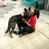 Honest Dog Sitter Available Immediately