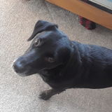 High school student that lives in the Huntsville/Emsdale area who is looking for summer dog walking/pet sitting jobs.
