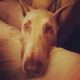 I am a dog lover! I have 4 big dogs of my own. I recently went back to school and am looking to dog sit to make some income.