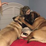Available: Good Dog Walker in Fort Worth