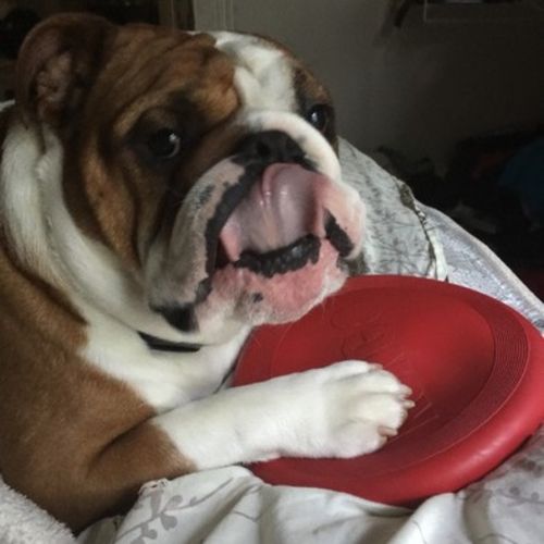 Pet Care Provider Maria R's Profile Picture