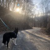 Pet Care Provider