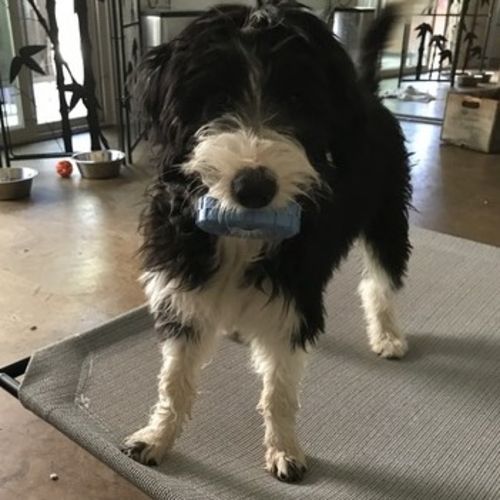 Pet Care Job Bob L's Profile Picture