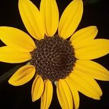 Reliable House Sitter in Savannah