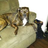 Available: Hardworking Pet Service Provider in Annville (Township)