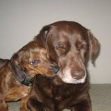 Experienced Dog Walker/Sitter Available Immediately