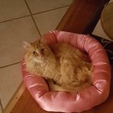 Waterford cat Sitter Posting.