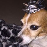 Just Another Animal Lover Thats Wanting To Help Out Others Who Are Busy And Need Help Watching Over Their Pets!