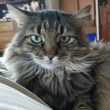 Excellent experienced Pet sitter in the Perkasie community for many years
