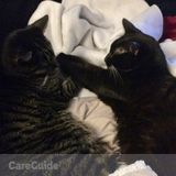 Awesome cats looking for a loving sitter