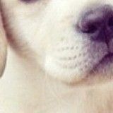 Job Posting: a Hardworking Dog Sitter in Yuma