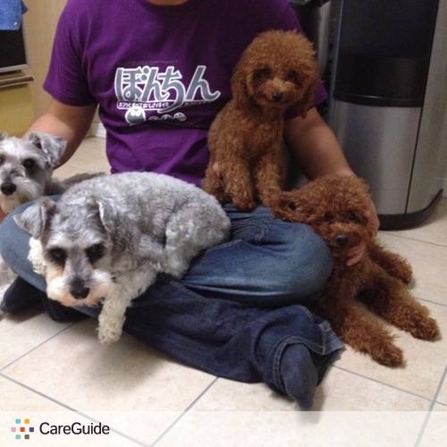 Pet Care Provider Groom N B's Profile Picture