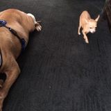Honest Pet Sitter Available Immediately