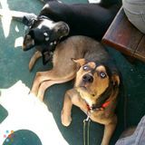 Nefertiti's Palace - Pet City VA taking new dogs!