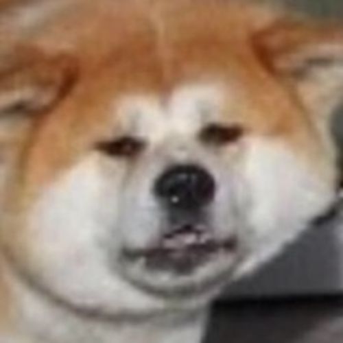 House Sitter Provider Borrow H's Profile Picture