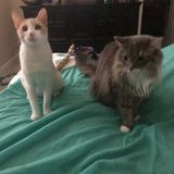 Looking for a Pet Sitter for 2 Cats in Vero Beach