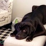 Brooklyn House Sitting Service Provider Available For Job Opportunities