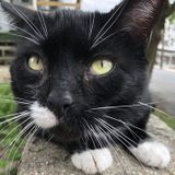 Tamaqua, Pennsylvania Petsitter Opportunity