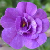 Hey! I am a Nanny who is extremely trustworthy, responsible, reliable, mature, loving and flexible.