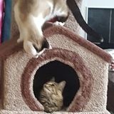 Excellent Pet Care Provider in Griffin, GA