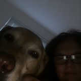 Older lab needs short walk companionship in Pleasanton ca