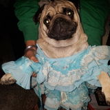 Present care taker of your pet and i bet your pet love me as his /her care taker