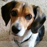 Care For Critters