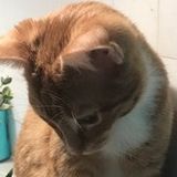 Watch my kitties in my home! Wilmington